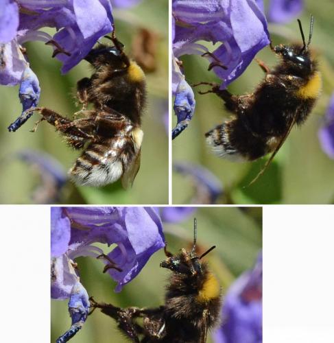 Bombus sp.